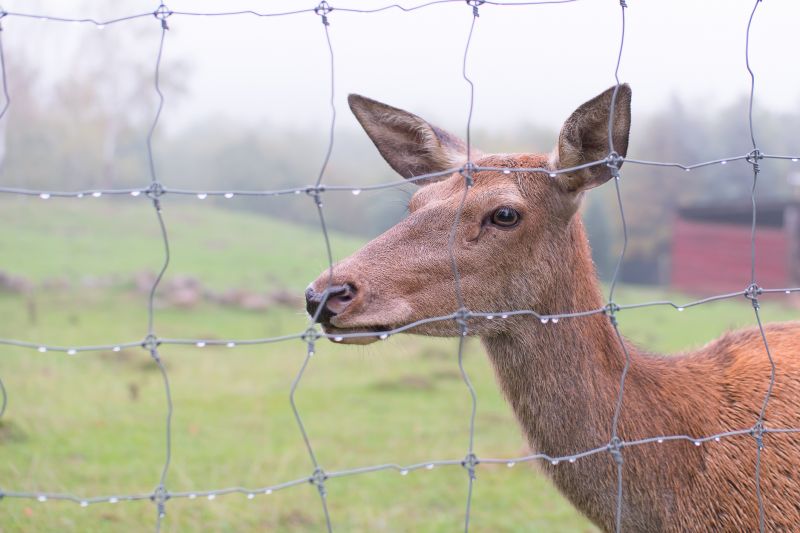 Deer Fence Installation